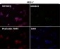 Anti-YY1 Rabbit Monoclonal Antibody